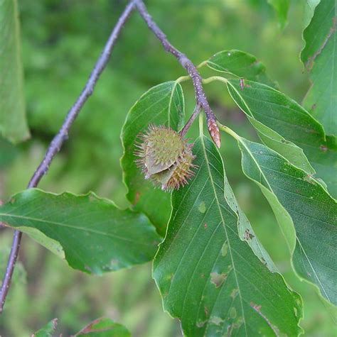 fagus grandifolia.